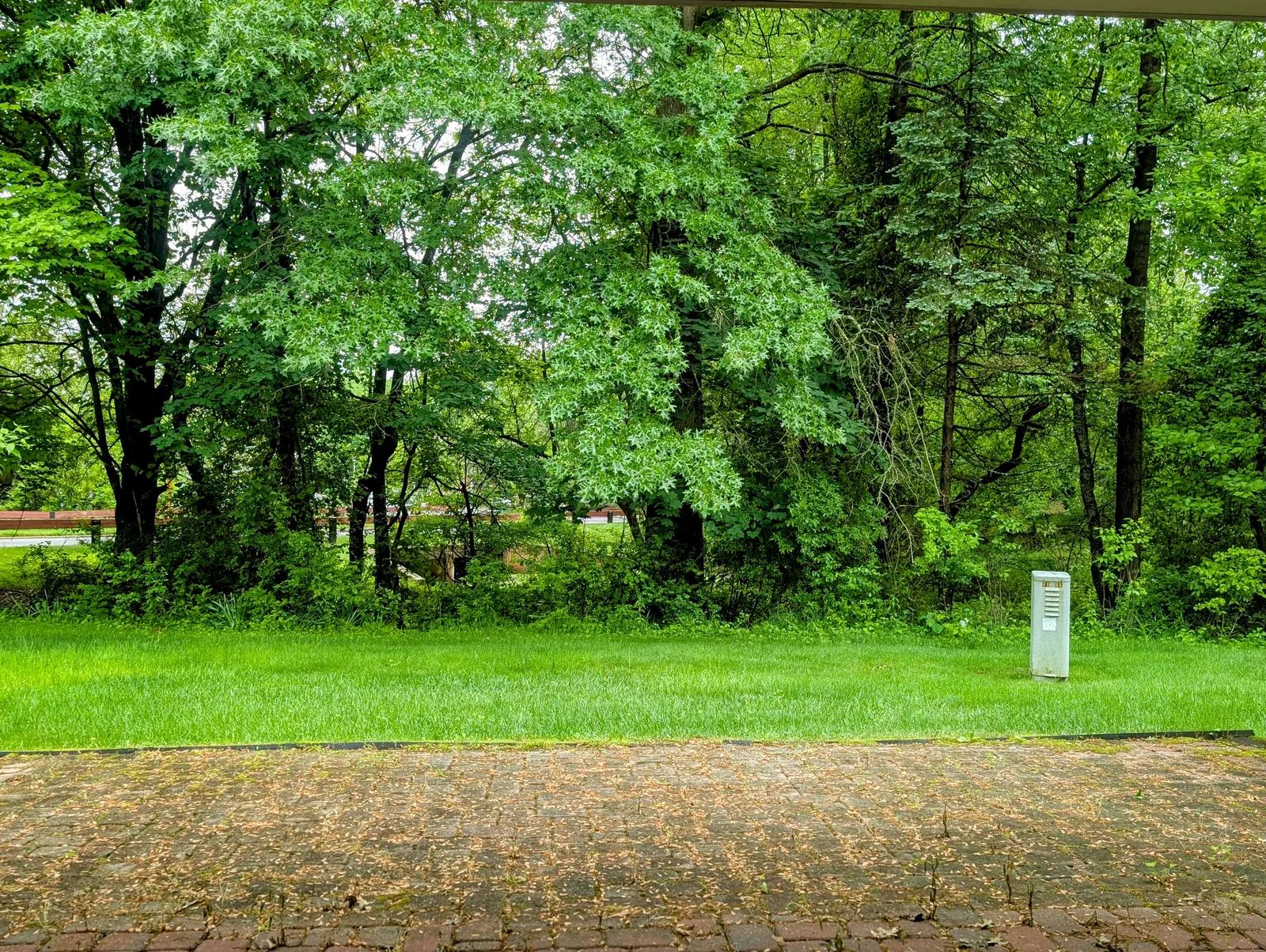 Wooded Backyard